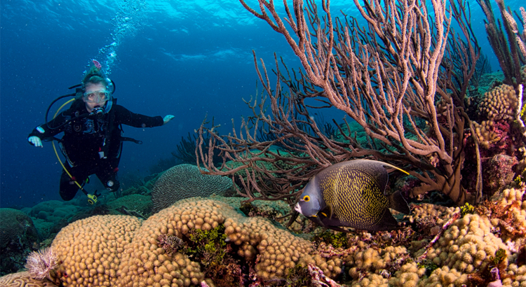 Curacao Taucher Foto iStock Tafkan H